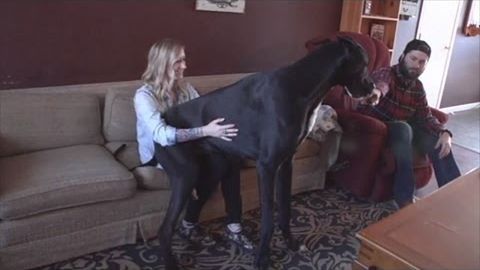THIS Dog Could Be The BIGGEST Dog In The World. Wait Till You See Him