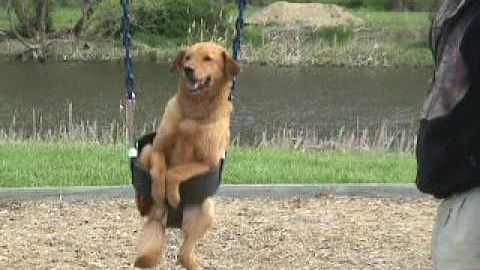 This Dog’s Reaction to Being Sat In A Swing Set Is Adorable. I’ve Never ...