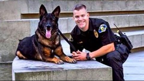 This K9 Was Shot In The Line Of Duty, But He Gets Reunited With His Partner