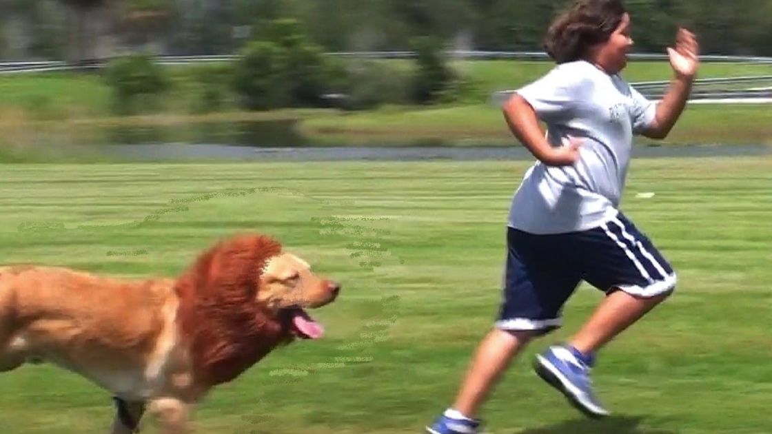 This Man Dresses His Dog In A Lion Costume And Has Him Chase Strangers.  Their Reactions? HILARIOUS!