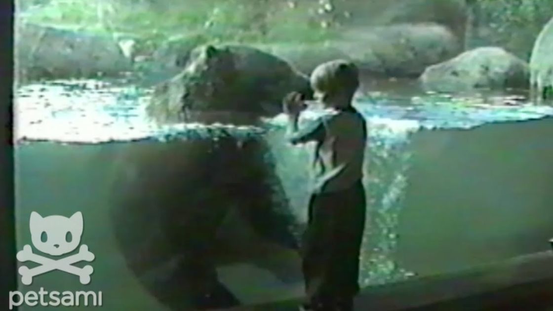 Young Boy Sees Giant Bear Swimming At Zoo. I Couldn't Believe What They Did Next. – Madly Odd!