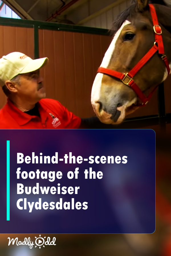 Remember the Budweiser Clydesdales? Behind-the-scenes footage shows their journey to the superbowl