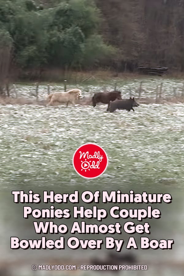 This Herd Of Miniature Ponies Help Couple Who Almost Get Bowled Over By A Boar