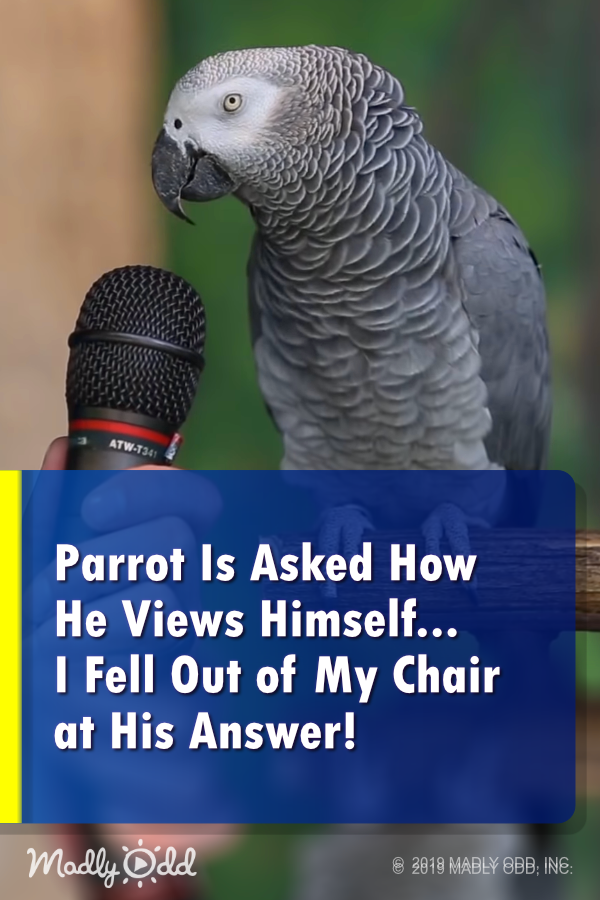 Parrot is asked how he views himself. I fell out of my chair at his answer!