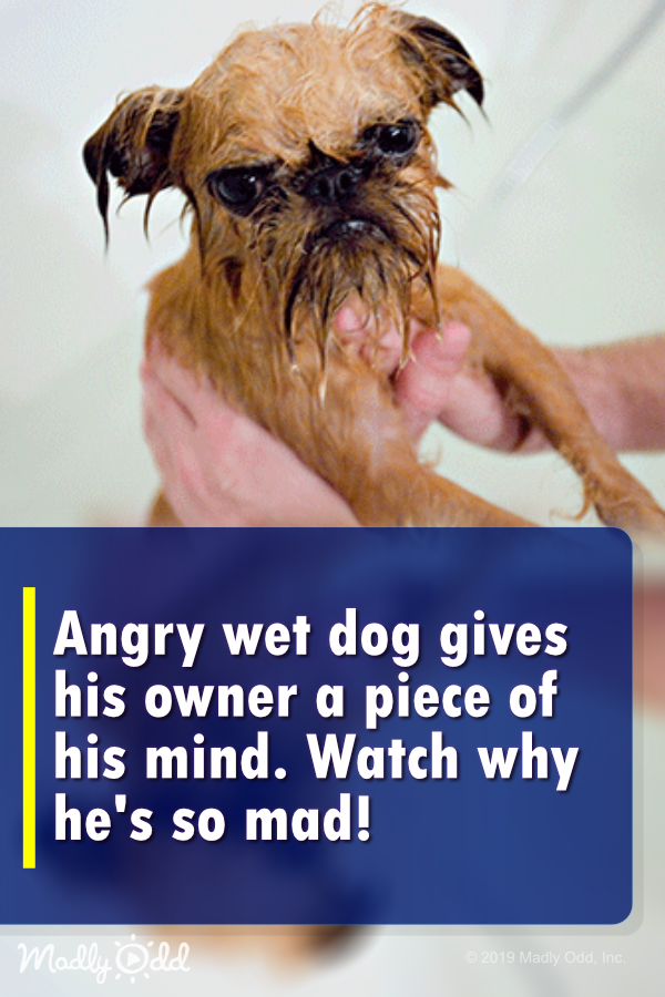 Angry wet dog gives his owner a piece of his mind. Watch why he’s so mad!