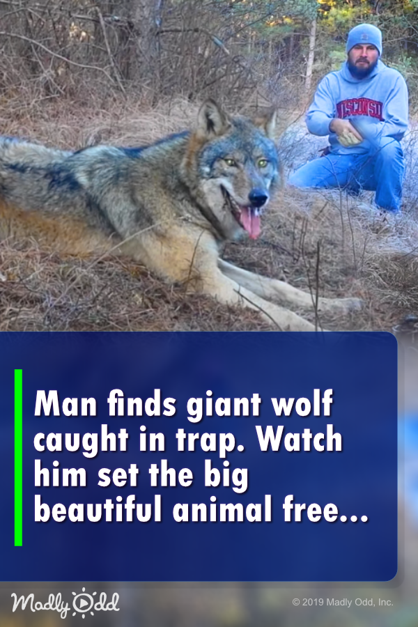 Man finds GIANT wolf caught in trap. Watch him set the big beautiful animal free
