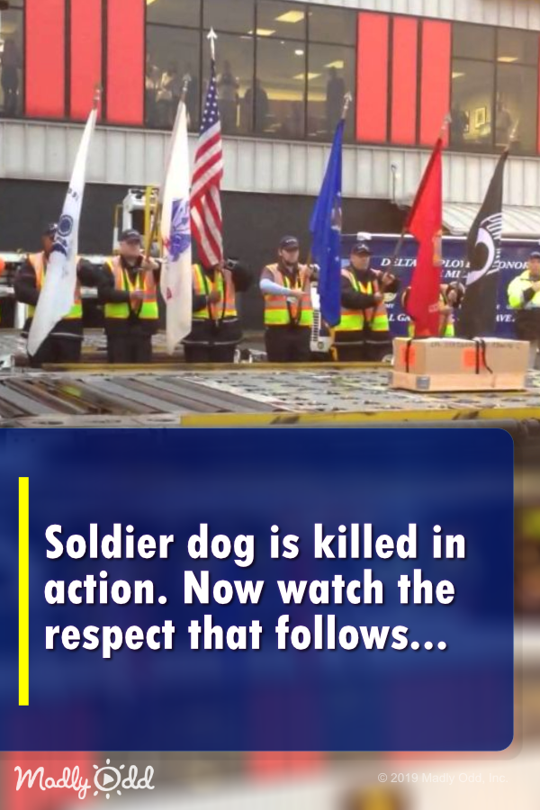 Soldier dog is killed in action, now watch the respect that follows