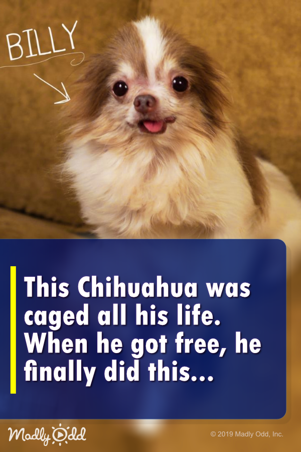 This Chihuahua was caged all his life. When he got free he did this!