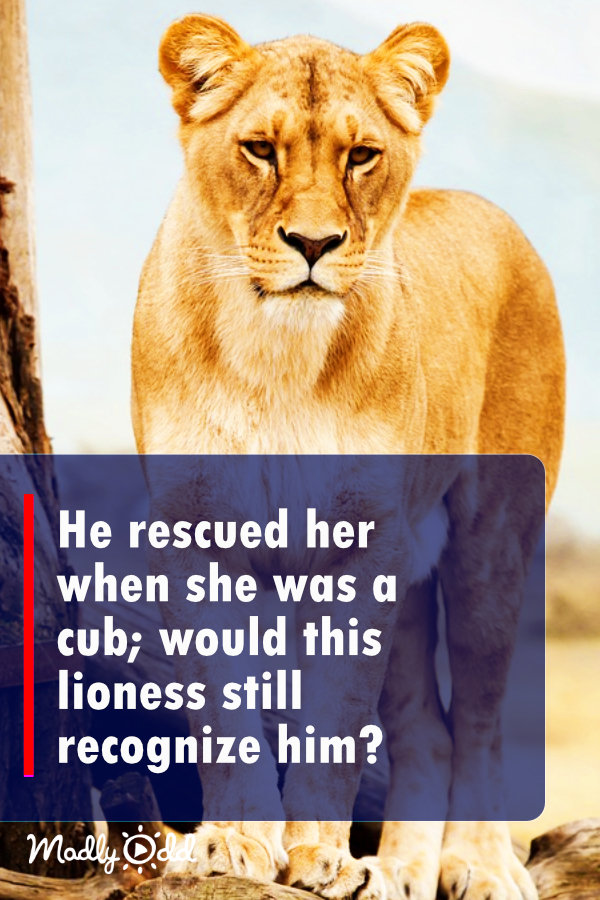 He rescued her when she was a cub; would the lioness recognize him now?