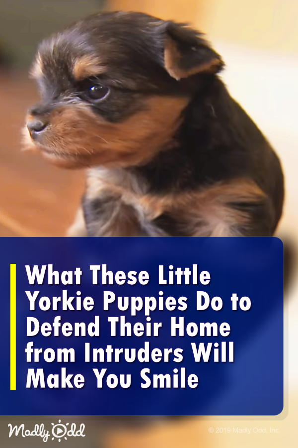 What These Little Yorkie Puppies Do to Defend Their Home from Intruders Will Make You Smile