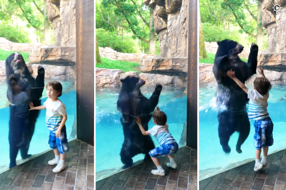 Bear and Boy Jumping
