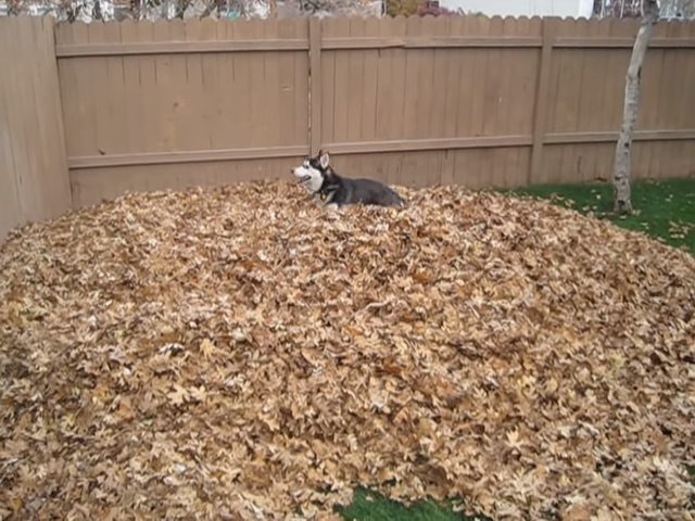 Dog jumping through leaves