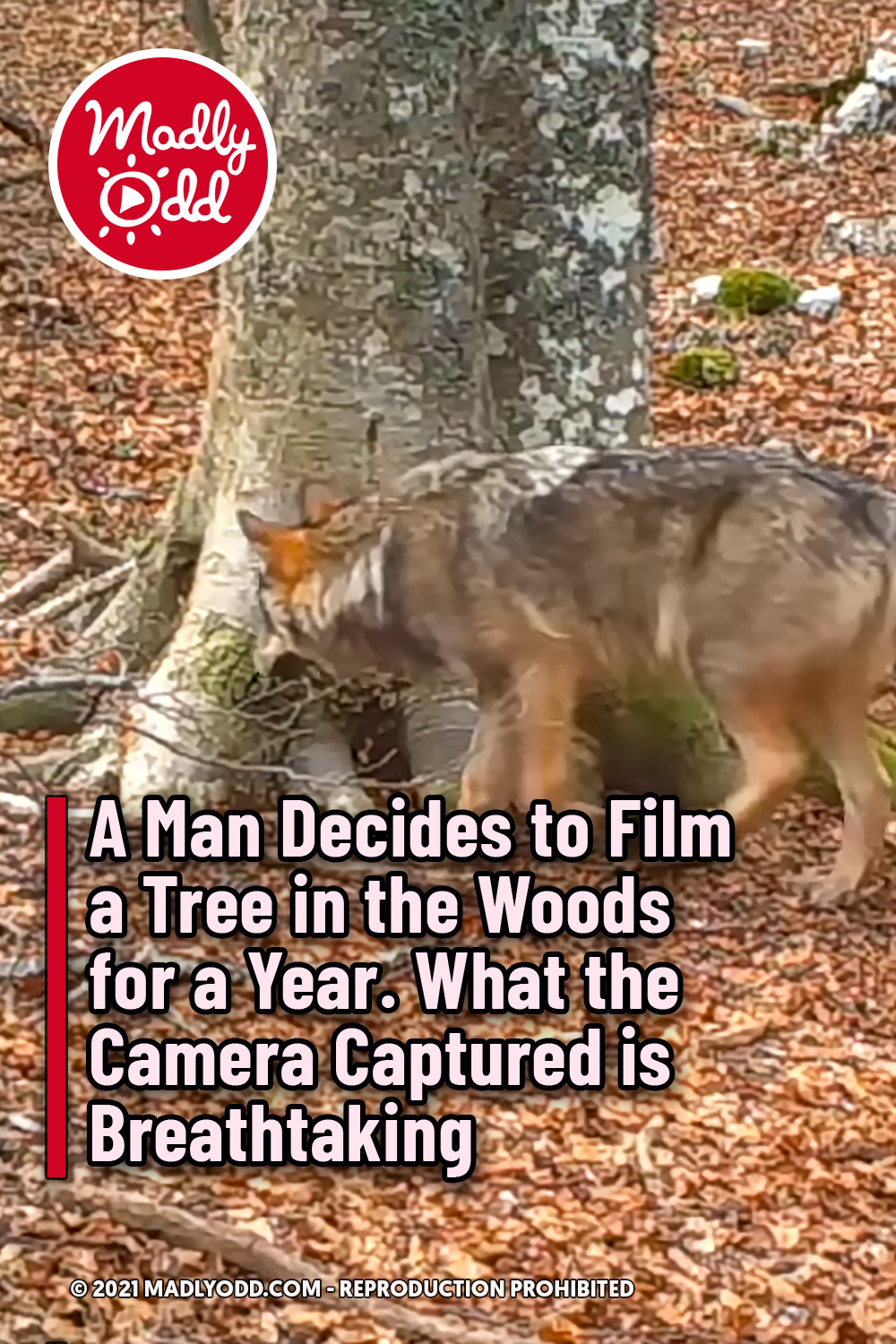 A Man Decides to Film a Tree in the Woods for a Year. What the Camera Captured is Breathtaking