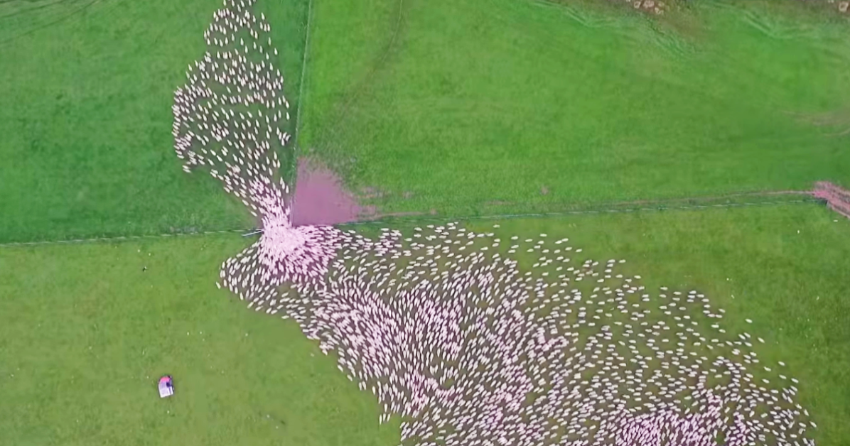Drone Sheep Herd