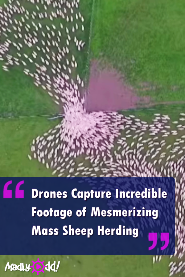 Drones Capture Incredible Footage of Mesmerizing Sheep Herd