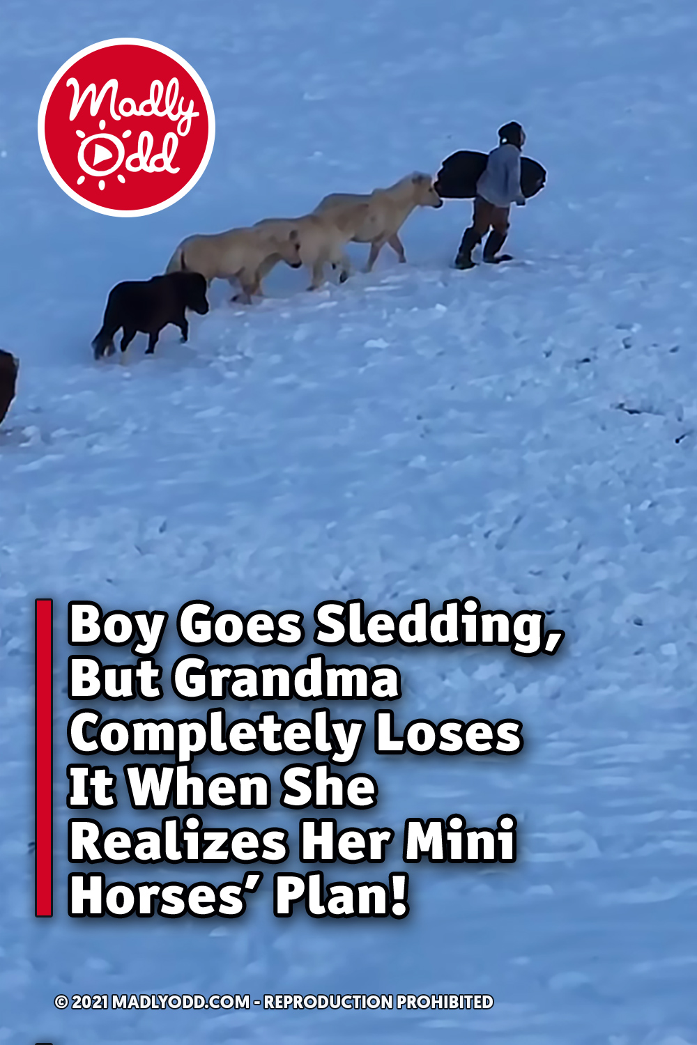 Boy Goes Sledding, But Grandma Completely Loses It When She Realizes Her Mini Horses\' Plan!