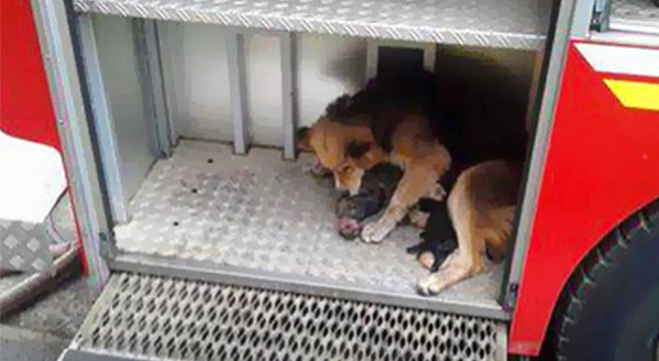 Dog saves puppies from fire - dog in fire truck