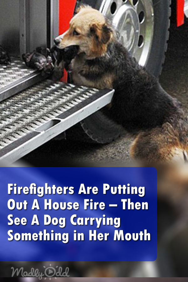 Firefighters Arrive To Find A Home In Flames – Then Spot A Dog With Something in Her Mouth