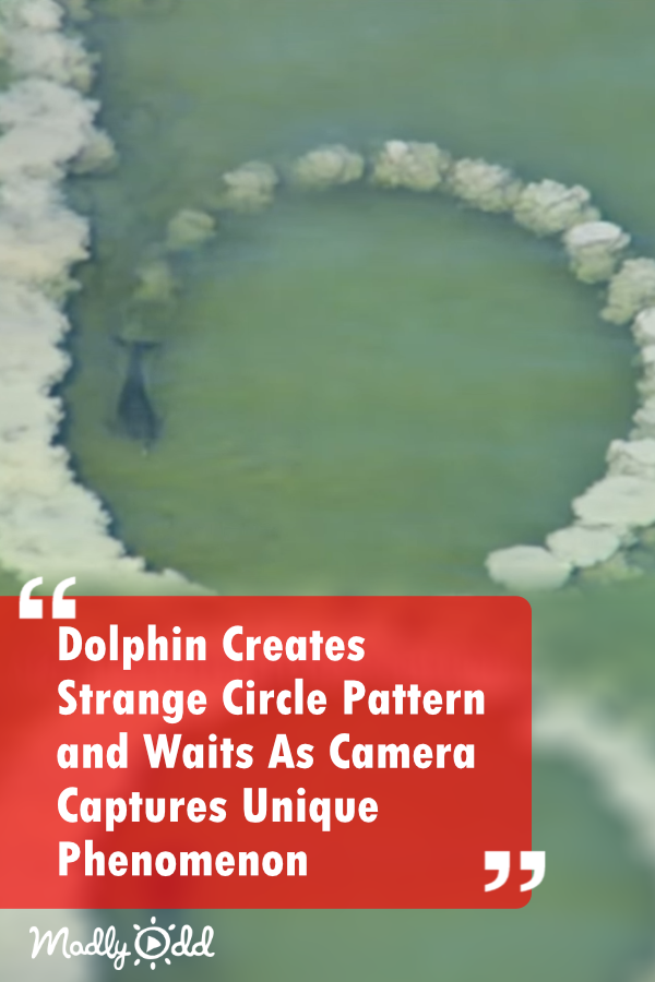 Dolphin Creates a Strange Circle Pattern and Waits as the Camera Captures an Incredible Phenomenon