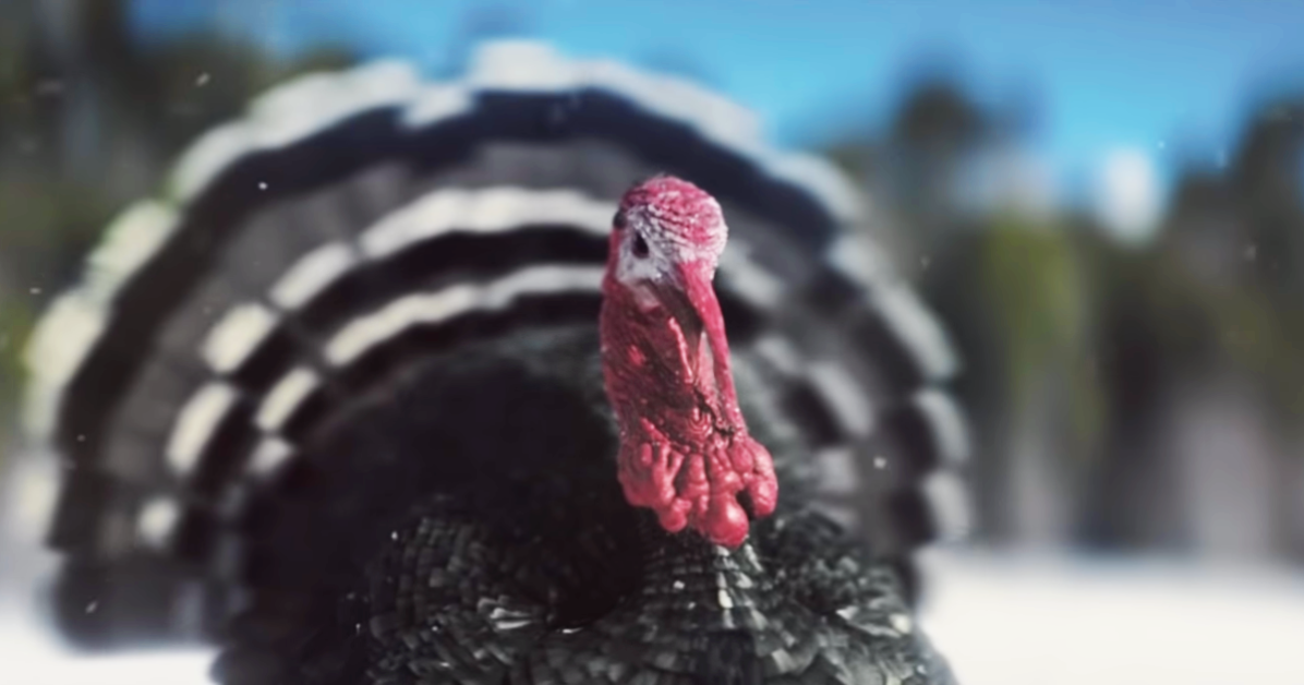 Colonel Sanders His Chickens Just Entered The Battle Of The 2018 Christmas Adverts For A Good Chuckle
