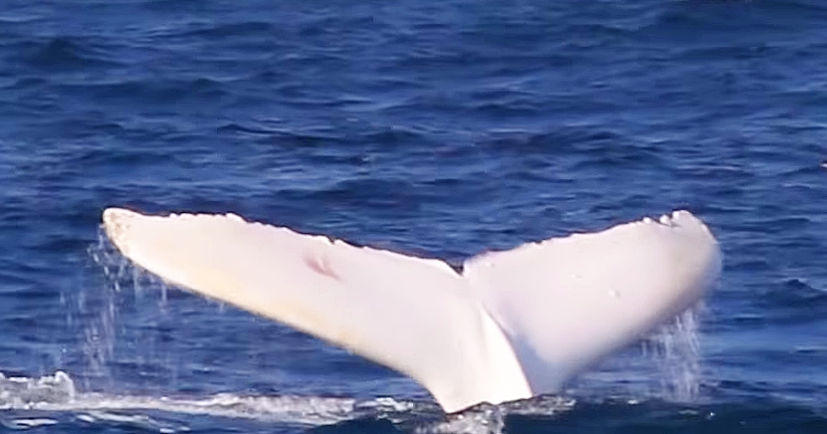 Rare white whale