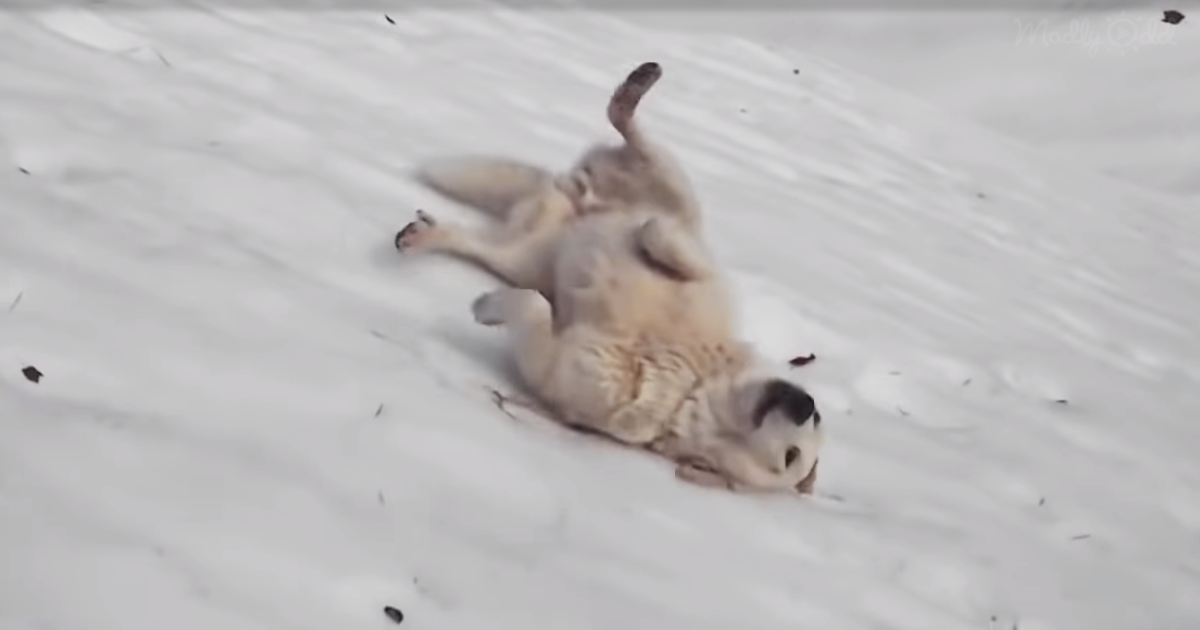 A white dog rolls on its back in the snow, appearing playful and relaxed.