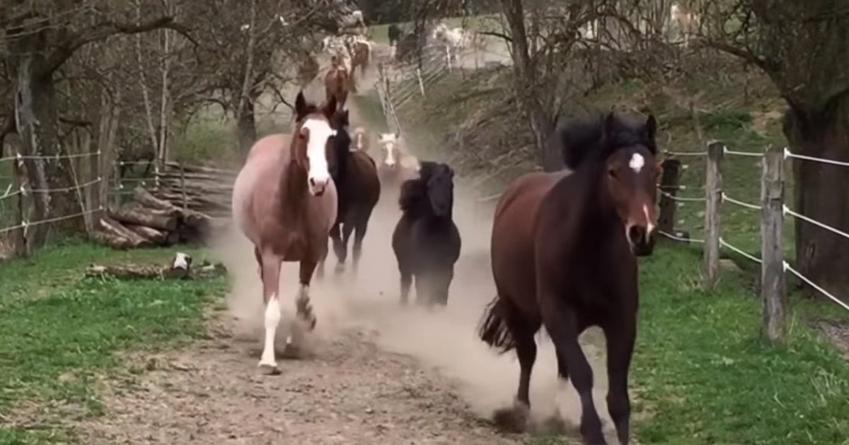 Spectacular Footage: Herd of a Hundred Horses Galloping Back From Their  Pasture