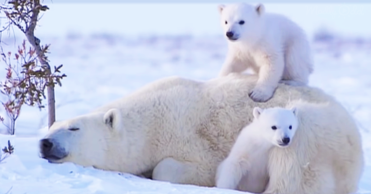 Polar Bear Cubs and Mother Bear