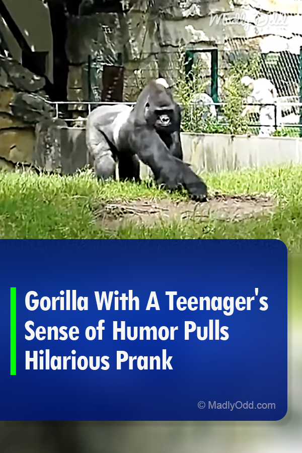 Gorilla With A Teenager\'s Sense of Humor Pulls Hilarious Prank