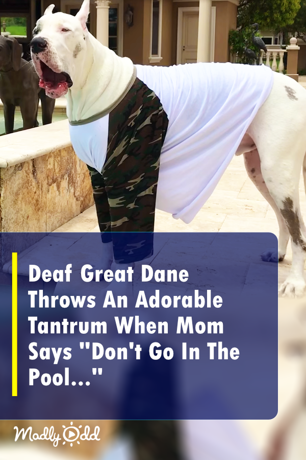 Deaf Great Dane Throws An Adorable Tantrum When Mom Says “Don’t Go In