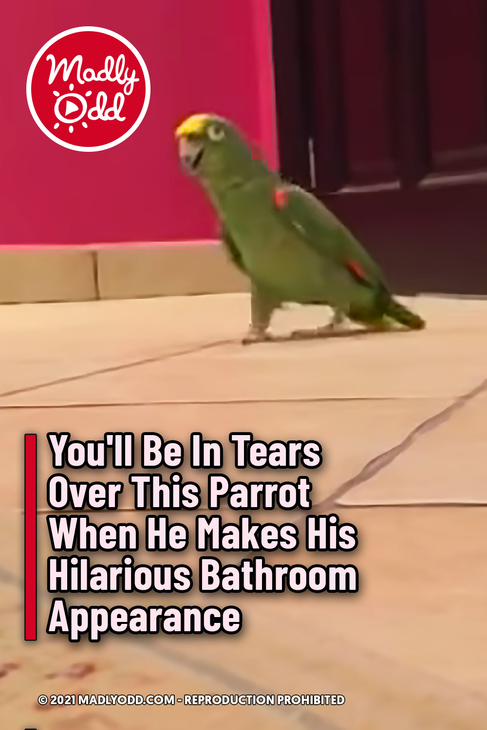 You\'ll Be In Tears Over This Parrot When He Makes His Hilarious Bathroom Appearance