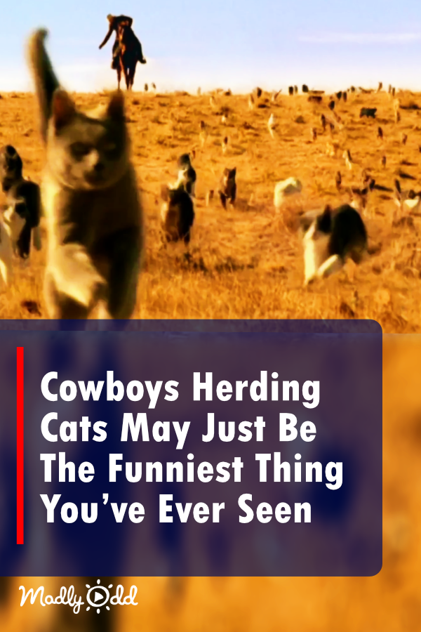 Cowboys Herding 10,000 Cats May Just Be The Craziest Thing You’ve Ever Seen