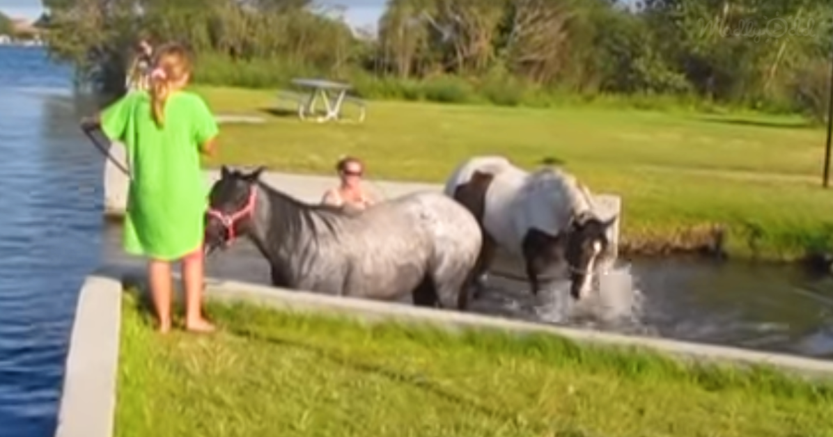 Horses playing in water