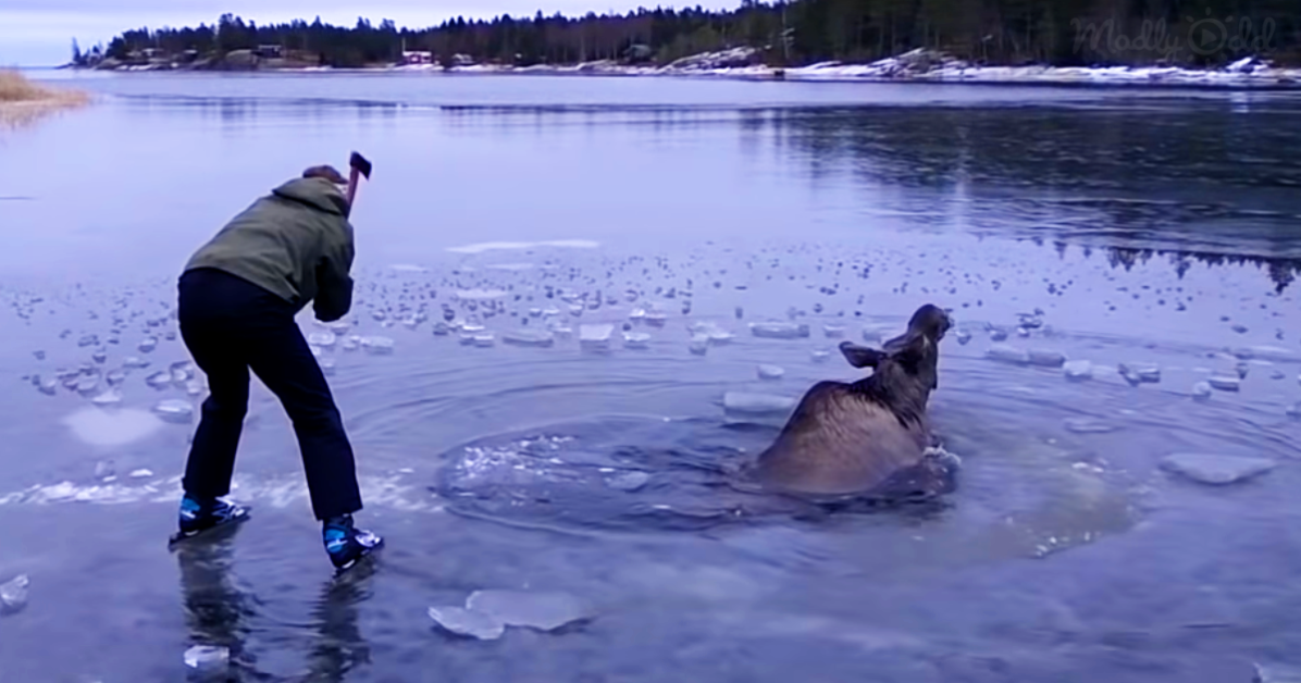 Woman Saves Drowning Moose
