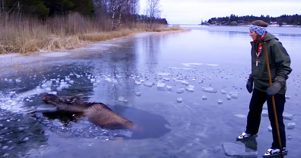 Woman Saves Drowning Moose