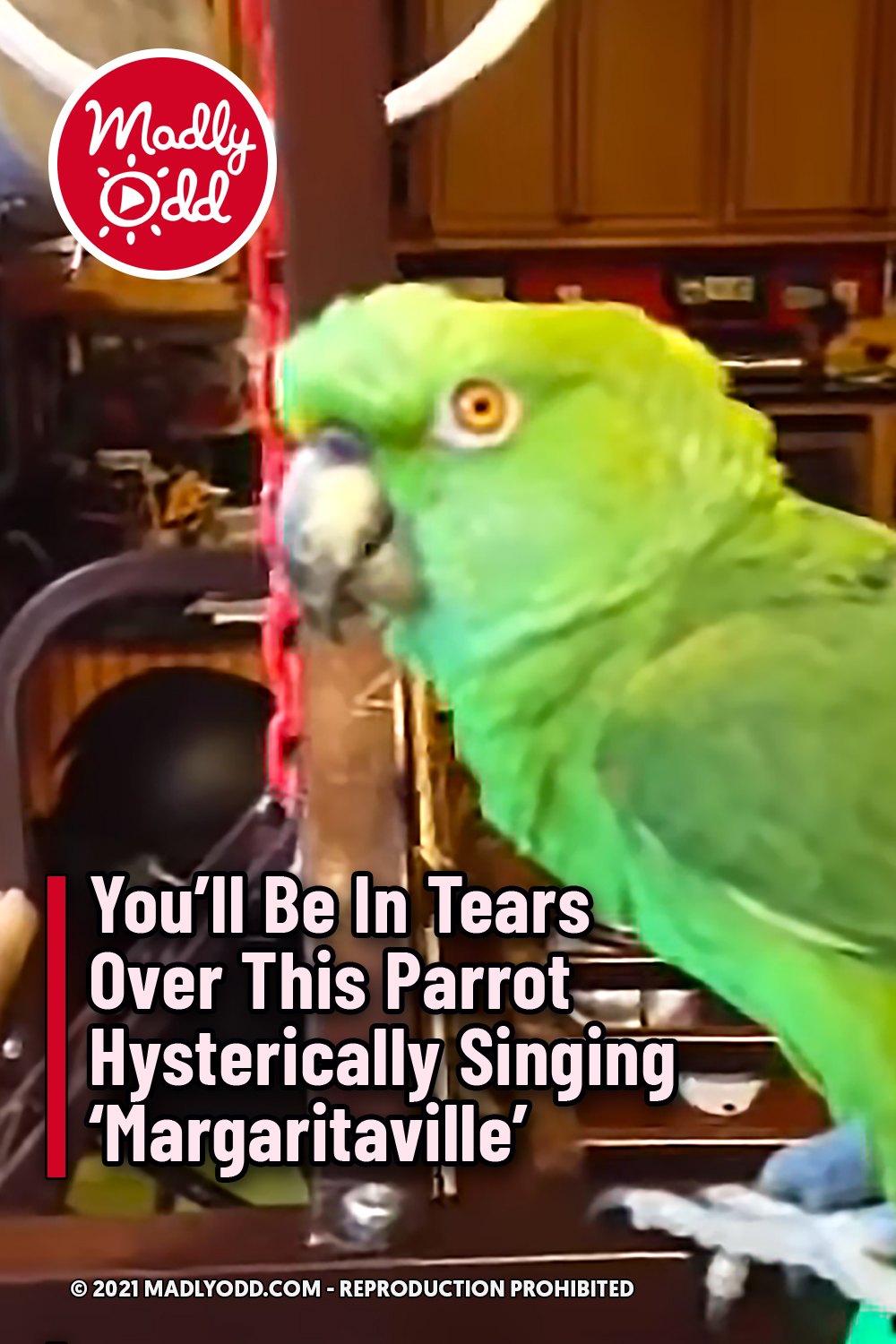 You’ll Be In Tears Over This Parrot Hysterically Singing ‘Margaritaville’