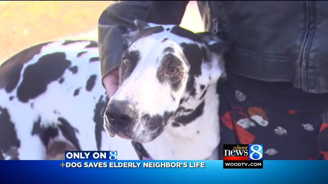 Great Dane Hero Saves 89-Year-Old Neighbor's Life After Tragic Fall and  Broken Hip – Madly Odd!
