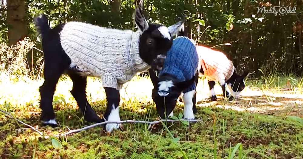 TwoWeekOld Goat Triplets in Sweaters Is About as Cute as You Can Get(01)
