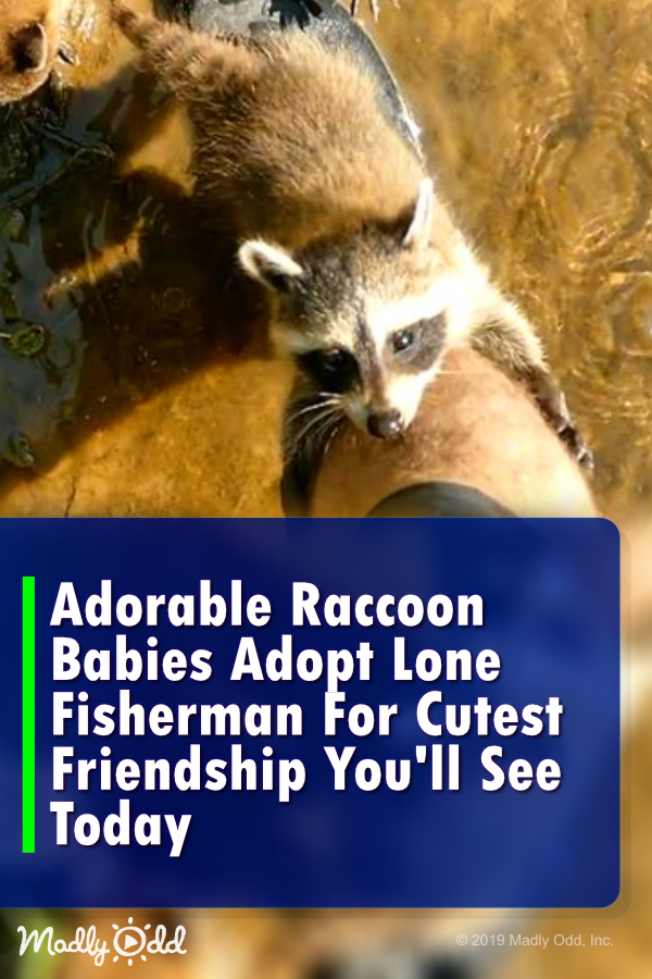 Adorable Baby Raccoons Adopt Fisherman For Cutest Friendship You\'ll See Today