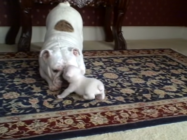 Mama Bulldog Gives Her Baby a Pat on The Head. How The Little Guy Responds? What a Tantrum!