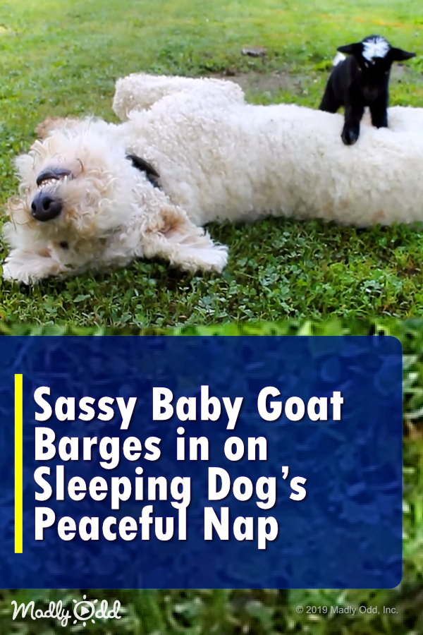 Sassy Baby Goat Barges in on Sleeping Dog’s Peaceful Nap