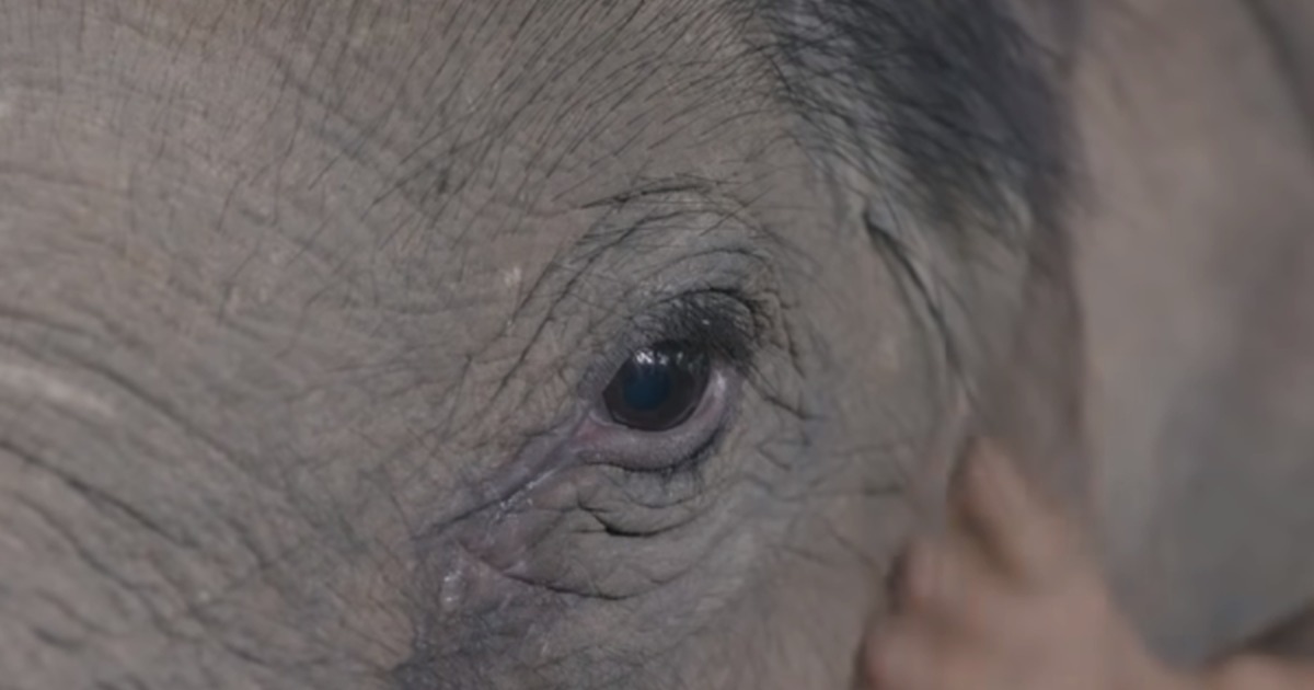 A baby elephant cries, a hand gently touches its head, text below reads about an orphaned elephant needing a lullaby.
