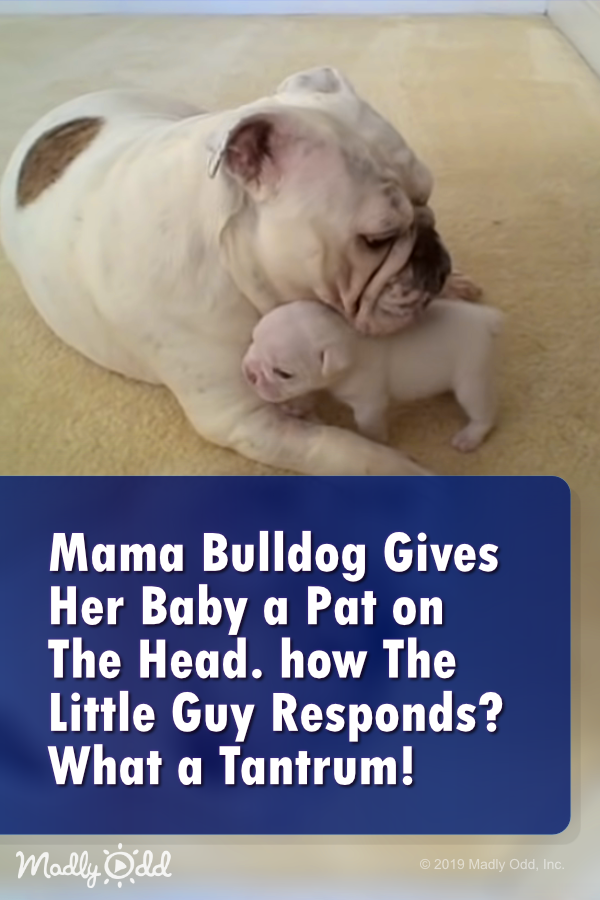 Mama Bulldog Gives Her Baby a Pat on The Head. how The Little Guy Responds? What a Tantrum!