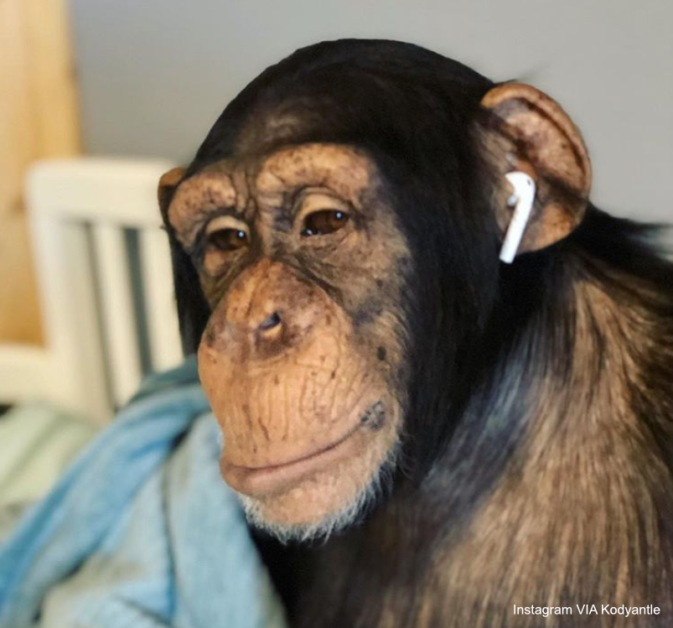 Chimpanzee iPhone