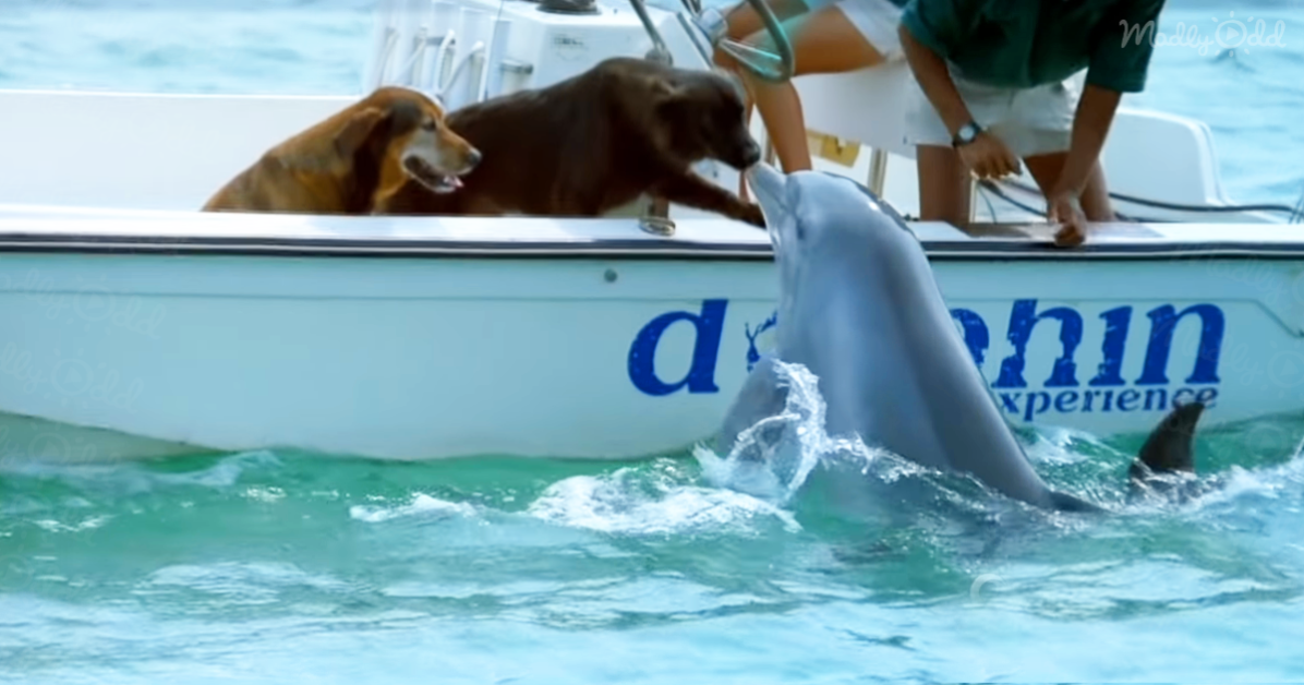 Dog and Dolphin