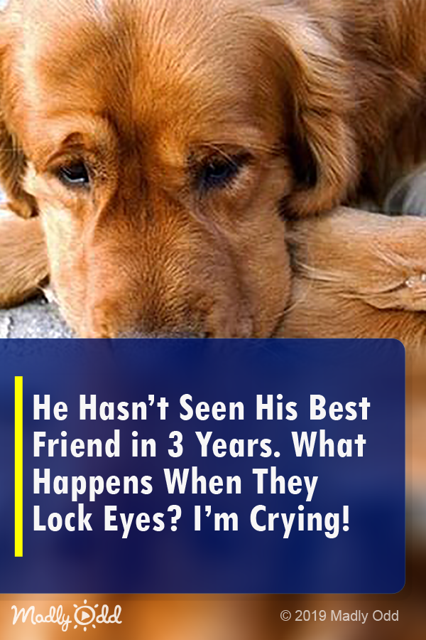 He Hasn’t Seen His Best Friend in 3 Years. What Happens when They Lock Eyes? I’m Crying!