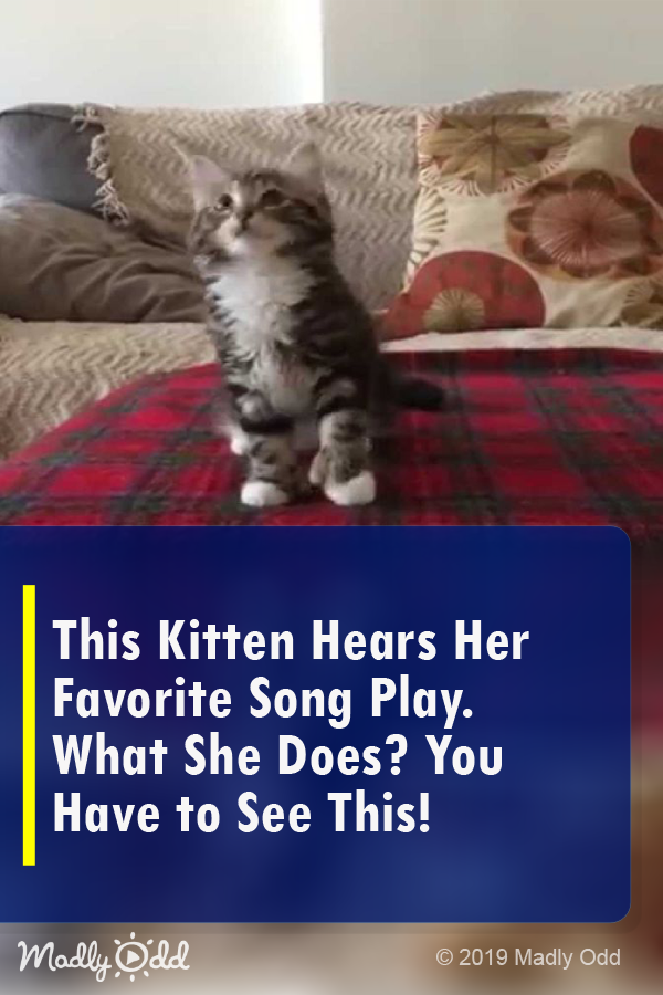 This Kitten Hears Her Favorite Song Play. What She Does? You Have to See This!
