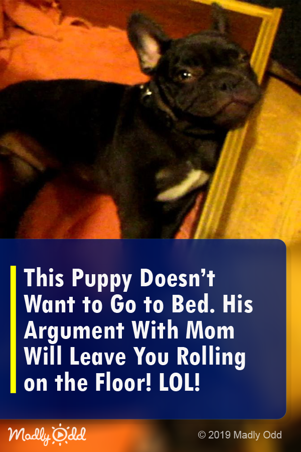 This Puppy Doesn’t Want to Go to Bed. His Argument with Mom Will Leave You Rolling on The Floor! LOL!