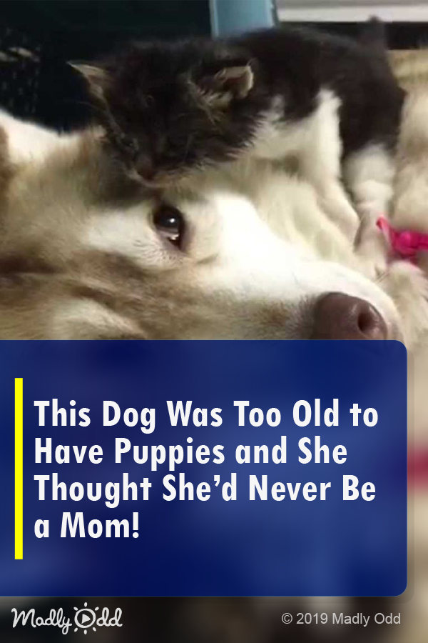 This Dog Was Too Old To Have Puppies And She Thought She’d Never Be a Mom!