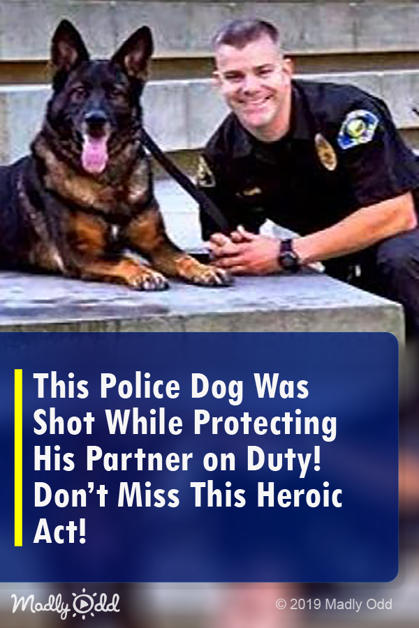This Police Dog Was Shot While Protecting His Partner — Don’t Miss His Heroic Act